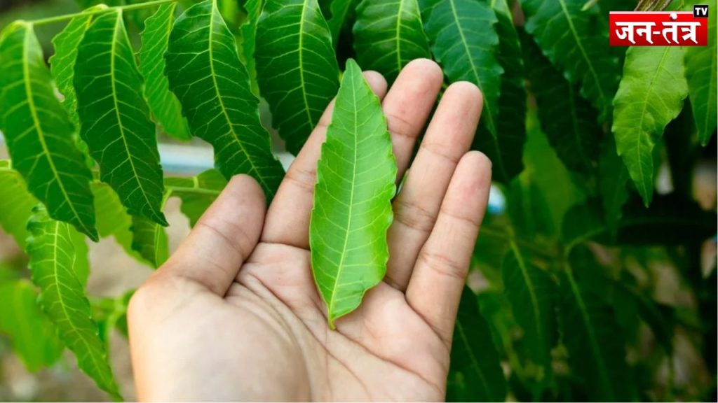 गर्मियों में औषधि का काम करती है ये पत्तियां, 30 दिन में शरीर में दिखेंगे कई बदलाव